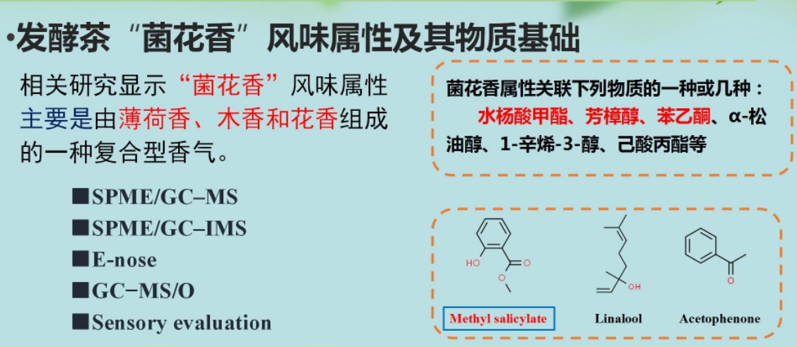 高学玲教授演讲报告：冠突散囊菌发酵茶特征香气研究